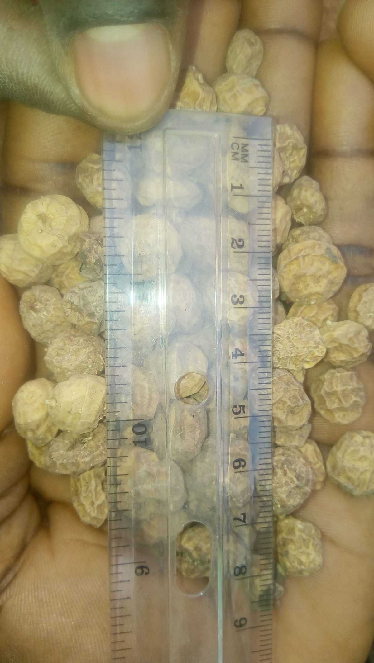 tiger nuts online