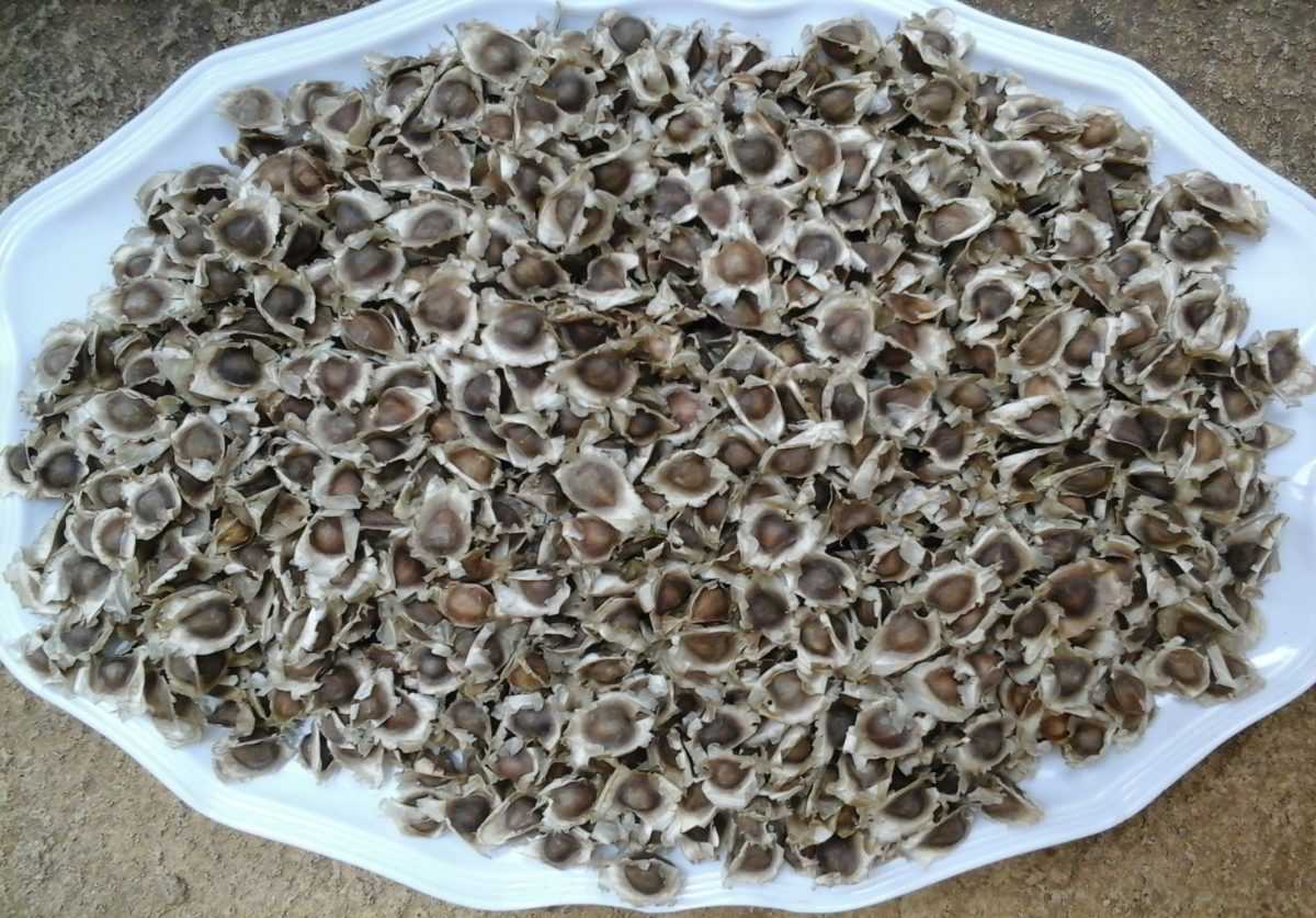 moringa seeds for sale