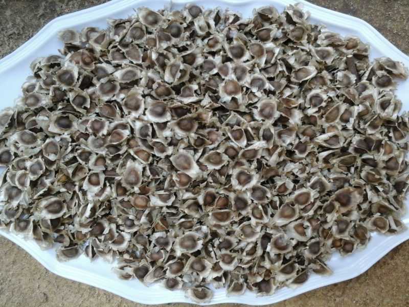 moringa seeds for sale